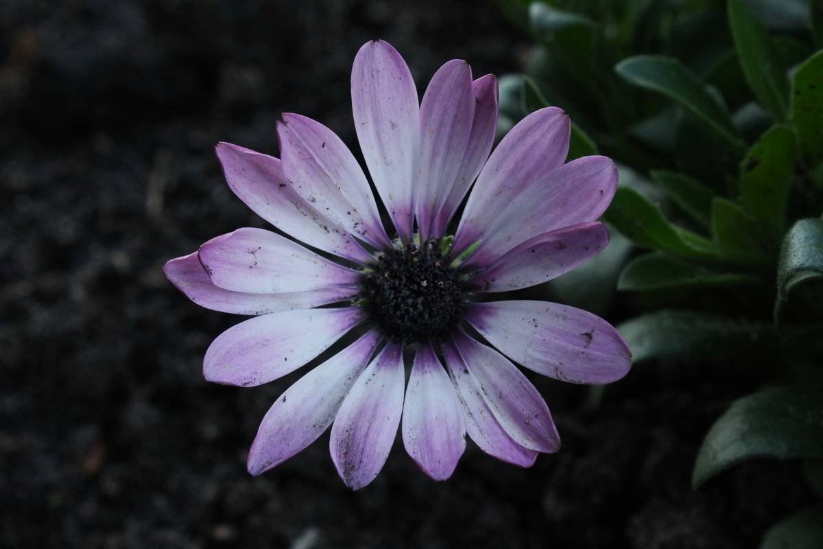 The Ultimate Guide to Mastering Your Brows with an Eyebrow Detailing Comb